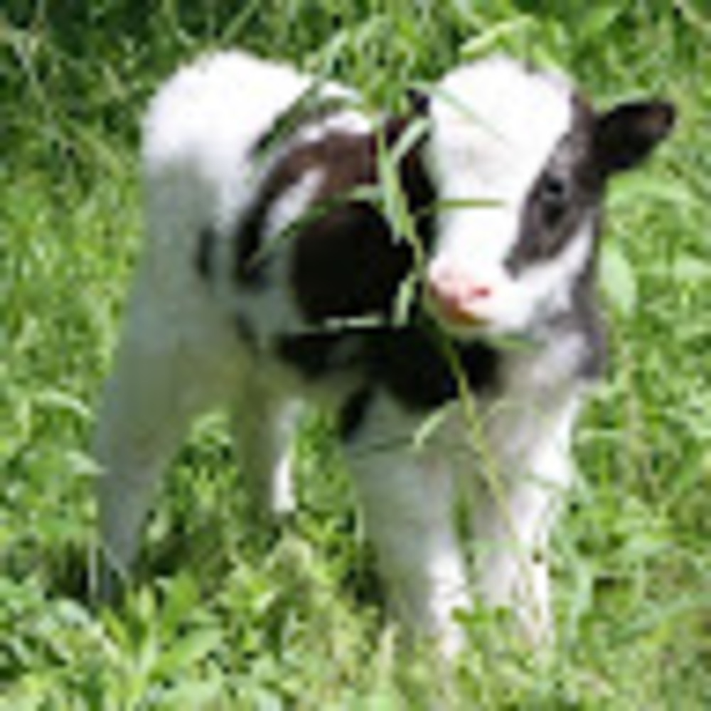 Meet your Posher, Aspen - Picture 1 of 1